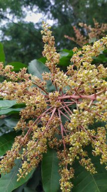 Mango ağacının sarımsı beyaz çiçeklerine yakın çekim. Arkaplan yaprakları yeşil.