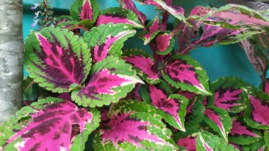 miyana bitkisi yeşil çizgili mor renktedir. Asya 'daki süs bitkilerinin güzelliği..