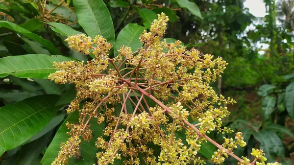 Mango ağacının sarımsı beyaz çiçeklerine yakın çekim. Arkaplan yaprakları yeşil.