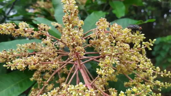 Mango ağacının sarımsı beyaz çiçeklerine yakın çekim. Arkaplan yaprakları yeşil.