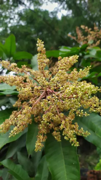 Mango ağacının sarımsı beyaz çiçeklerine yakın çekim. Arkaplan yaprakları yeşil.