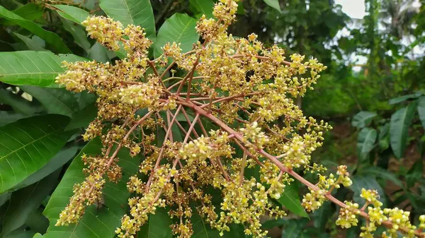 Mango ağacının sarımsı beyaz çiçeklerine yakın çekim. Arkaplan yaprakları yeşil.