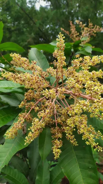Mango ağacının sarımsı beyaz çiçeklerine yakın çekim. Arkaplan yaprakları yeşil.