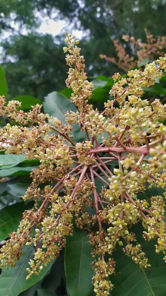 Mango ağacının sarımsı beyaz çiçeklerine yakın çekim. Arkaplan yaprakları yeşil.
