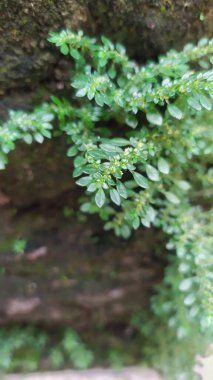 Yeşil yapraklı, küçük yaprak büyüklüğünde ve yosunlu duvarda yoğun yaprakları olan bir bitki. Yakın plan..