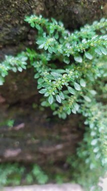 Yeşil yapraklı, küçük yaprak büyüklüğünde ve yosunlu duvarda yoğun yaprakları olan bir bitki. Yakın plan..
