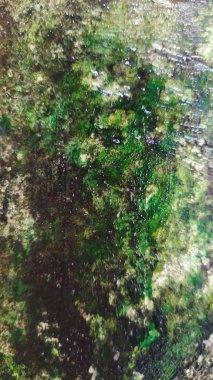 Gri duvarda yosun dokusu, arka planda beton duvar. Yakın plan.