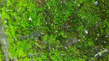 Islak bir kayanın üzerinde büyüyen yeşil yosun dokusu, yakın plan..