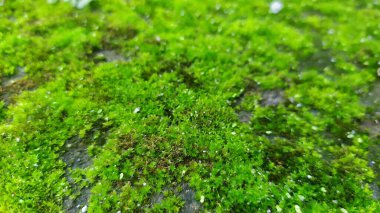 Islak bir kayanın üzerinde büyüyen yeşil yosun dokusu, yakın plan..