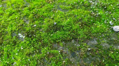 Islak bir kayanın üzerinde büyüyen yeşil yosun dokusu, yakın plan..