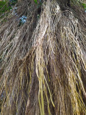 Yeşillik banyan ağacının kökleri kahverengi, beyaz ve sarıdır. Yakın plan.