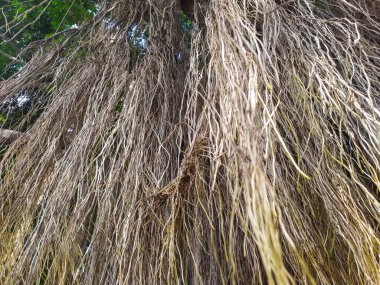 Yeşillik banyan ağacının kökleri kahverengi, beyaz ve sarıdır. Yakın plan..