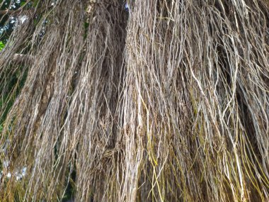 Yeşillik banyan ağacının kökleri kahverengi, beyaz ve sarıdır. Yakın plan..