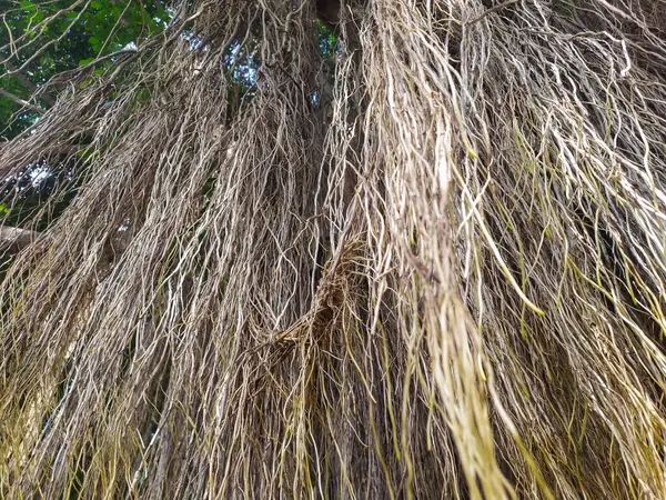 Yeşillik banyan ağacının kökleri kahverengi, beyaz ve sarıdır. Yakın plan..