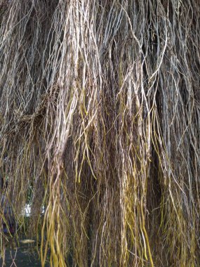 Yeşillik banyan ağacının kökleri kahverengi, beyaz ve sarıdır. Yakın plan..