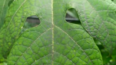 Dal çizgili papaya yapraklarının dokusu sarı renkli, yeşil yapraklı. Yakın plan..