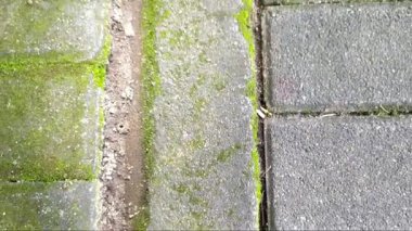 Yarı yosunlu yoldaki istifleme taşlarının dokusu. Yakın plan..
