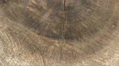 Yuvarlak bir ağaç gövdesinin dokusu çatlamış ve geniş bir şekilde çizilmiş. Yuvarlak logaritmanın arkaplanı.