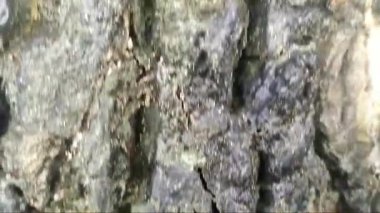 Ağaç gövdesinin dokusu kabaca dalgalanıyor, kütüğün arka planı nemli. Yakın plan..