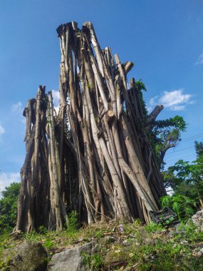 a dead tree standing in the park at noon. the sky was clear and slightly cloudy.