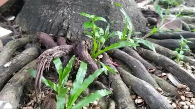 Yerden çıkan bir palmiye ağacının lifli köklerine yakın plan. Seçici odak.