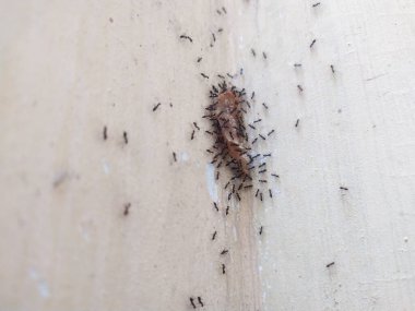 Karınca kolonileri duvardaki yemekten arta kalan kemikleri taşıyor.