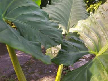 Taro yaprakları (Colocasia dev çayı) parkta yetişir. Diğer isimler: Cocoyam, Dasheen ve Eddoe. Üst görünüm.
