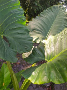 Taro yaprakları (Colocasia dev çayı) parkta yetişir. Diğer isimler: Cocoyam, Dasheen ve Eddoe. Üst görünüm.