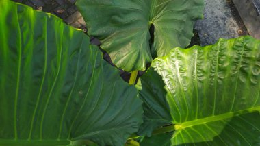 Taro yaprakları (Colocasia dev çayı) parkta yetişir. Diğer isimler: Cocoyam, Dasheen ve Eddoe. Üst görünüm.