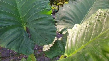 Taro yaprakları (Colocasia dev çayı) parkta yetişir. Diğer isimler: Cocoyam, Dasheen ve Eddoe. Üst görünüm.