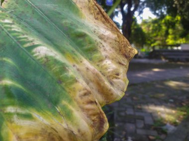 Yeşil ve Sarı Taro Şehir Parkı Arkaplanında Doğal Çevre Yaprakları.