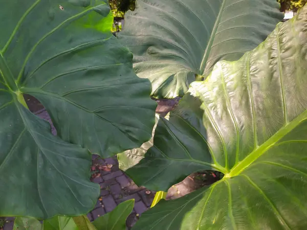 Taro yaprakları (Colocasia dev çayı) parkta yetişir. Diğer isimler: Cocoyam, Dasheen ve Eddoe. Üst görünüm.
