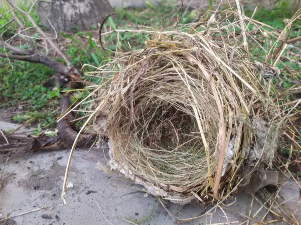 Yabani otlardan ve kuru otlardan yapılmış kuş yuvasına yakın. Terk edilmiş bir kuş yuvası..