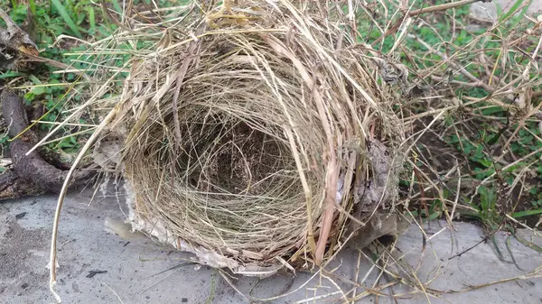 Yabani otlardan ve kuru otlardan yapılmış kuş yuvasına yakın. Terk edilmiş bir kuş yuvası..