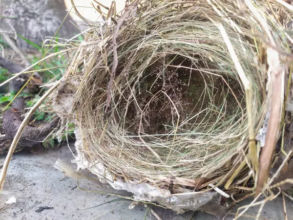 Yabani otlardan ve kuru otlardan yapılmış kuş yuvasına yakın. Terk edilmiş bir kuş yuvası..