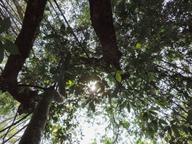 Yoğun yeşil bir ağaçtan yukarıya, mavi ve beyaz gökyüzü parçalarına doğru dallara bakarak, yemyeşil bir açık hava manzarası yakalıyor..