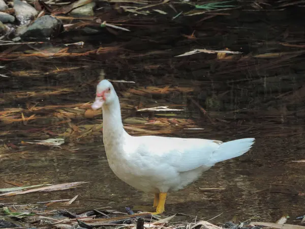 Nehirde oynayan beyaz bir kuğu