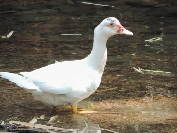 Nehirde oynayan beyaz bir kuğu