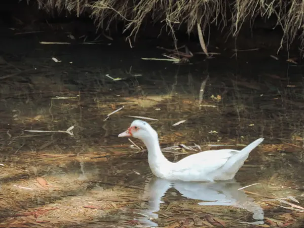 Nehirde oynayan beyaz bir kuğu