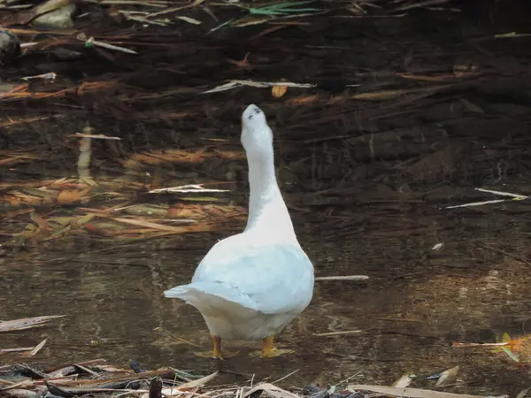 Nehirde oynayan beyaz bir kuğu