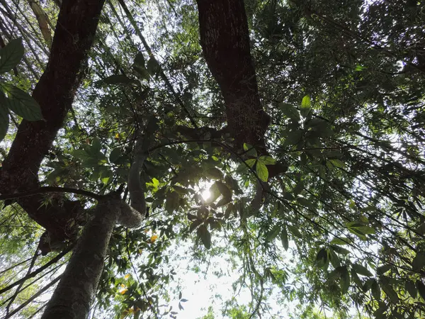 Yoğun yeşil bir ağaçtan yukarıya, mavi ve beyaz gökyüzü parçalarına doğru dallara bakarak, yemyeşil bir açık hava manzarası yakalıyor..