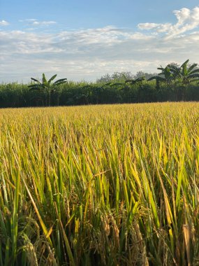 Pirinç tarlalarının üzerinde gün doğumu manzarası