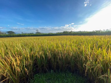 Pirinç tarlalarının üzerinde gün doğumu manzarası