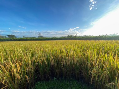 Pirinç tarlalarının üzerinde gün doğumu manzarası