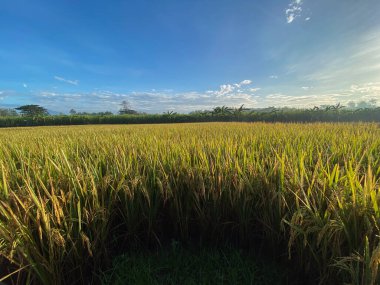 Pirinç tarlalarının üzerinde gün doğumu manzarası