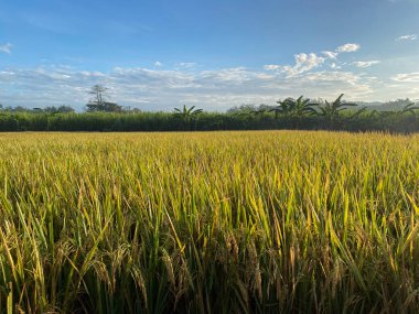 Pirinç tarlalarının üzerinde gün doğumu manzarası
