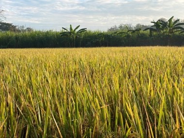 Pirinç tarlalarının üzerinde gün doğumu manzarası