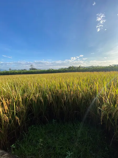 Pirinç tarlalarının üzerinde gün doğumu manzarası
