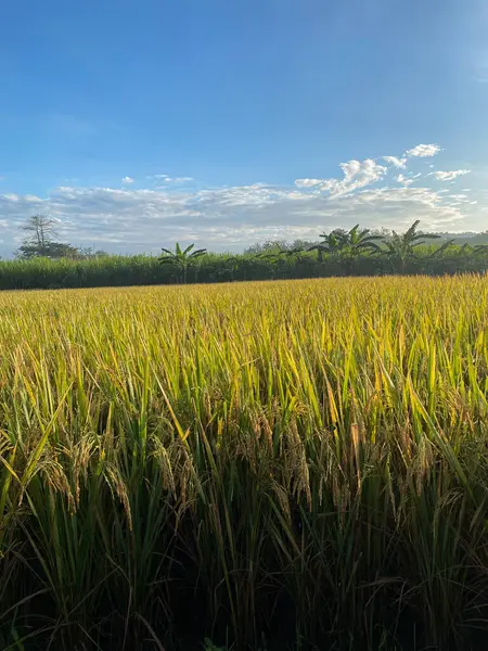 Pirinç tarlalarının üzerinde gün doğumu manzarası