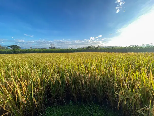 Pirinç tarlalarının üzerinde gün doğumu manzarası